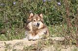 CHIEN FINNOIS DE LAPONIE 417